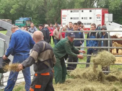 Exkurzia na 23. ročník Chovateľského dňa pinzgauského dobytka v Podturni 